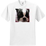 Boston Terrier TShirt Amazon