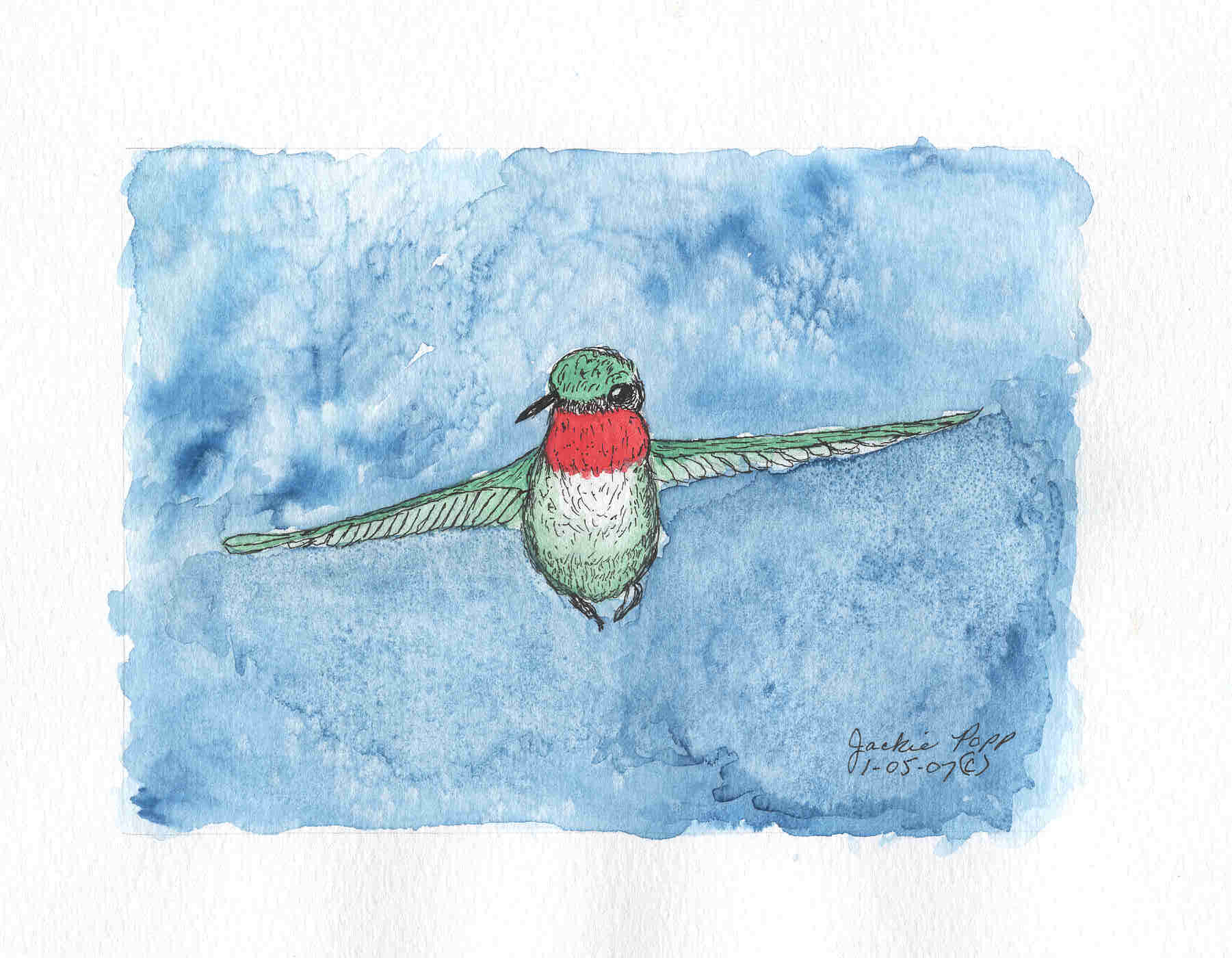 Humming bird in pen and ink watercolor