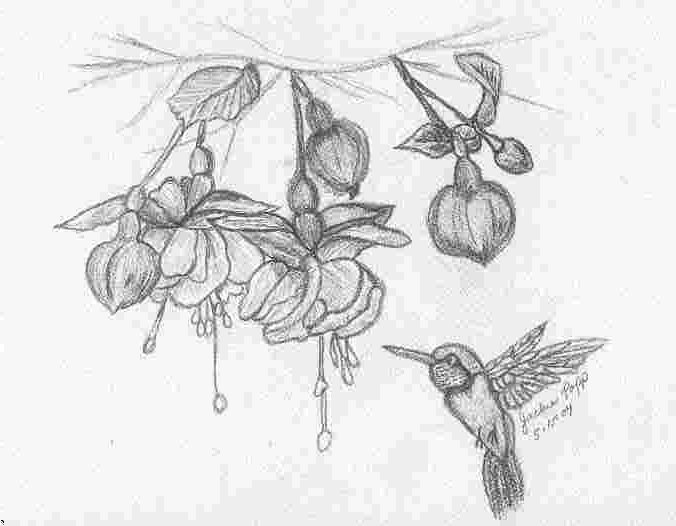 humming bird in pencils